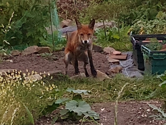 Headingley Station Allotments East tweet media