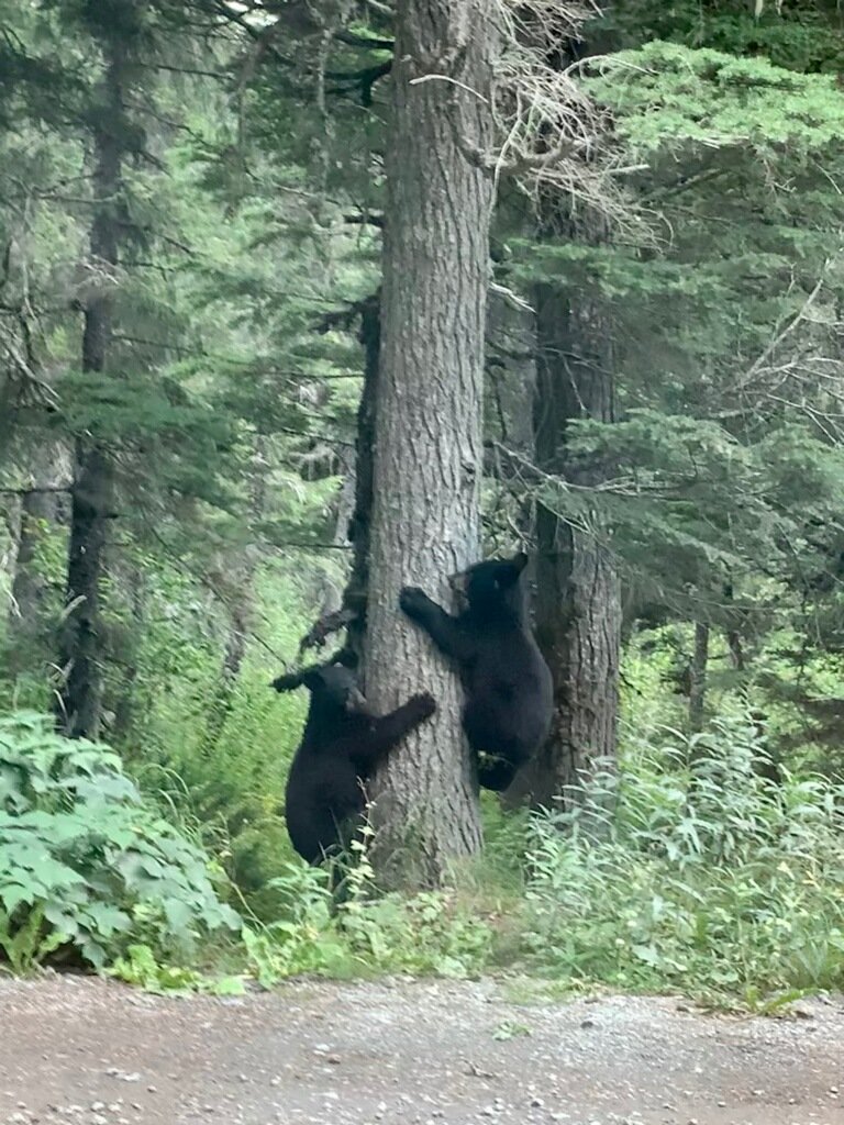 Alaskaoutside's tweet photo. Crow creek bears hanging in the trees. Hugs for all. https://t.co/qFHS6WEkW3