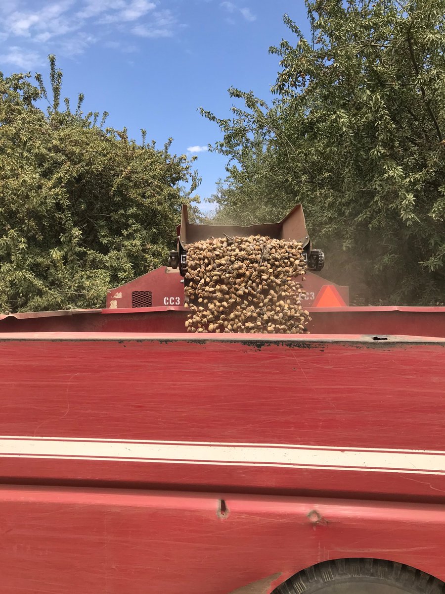 Mohammad Yaghmour (@orchards_ssjv) on Twitter photo Harvesting the last plot from a 3-year cover crop study in an almond orchard in Kern County. <a href="/amelie_gaudin/">Amélie Gaudin</a> <a href="/ucanr/">Ag&Natural Resources</a> Harvesting the last plot from a 3-year cover crop study in an almond orchard in Kern County. <a href="/amelie_gaudin/">Amélie Gaudin</a> <a href="/ucanr/">Ag&Natural Resources</a>