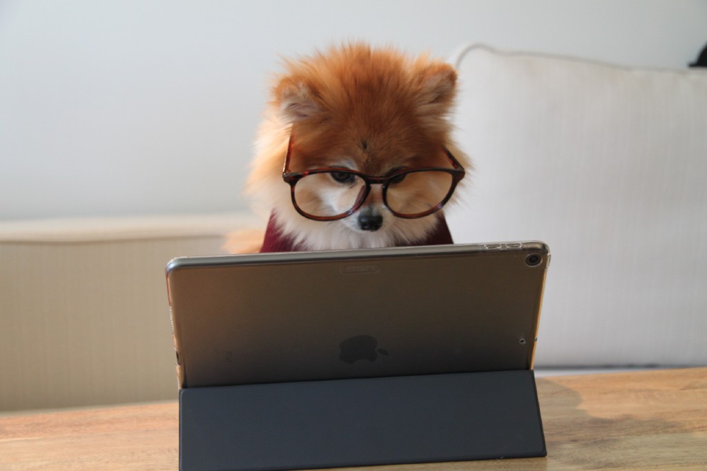 a pomeranian wearing glasses looking down at a laptop