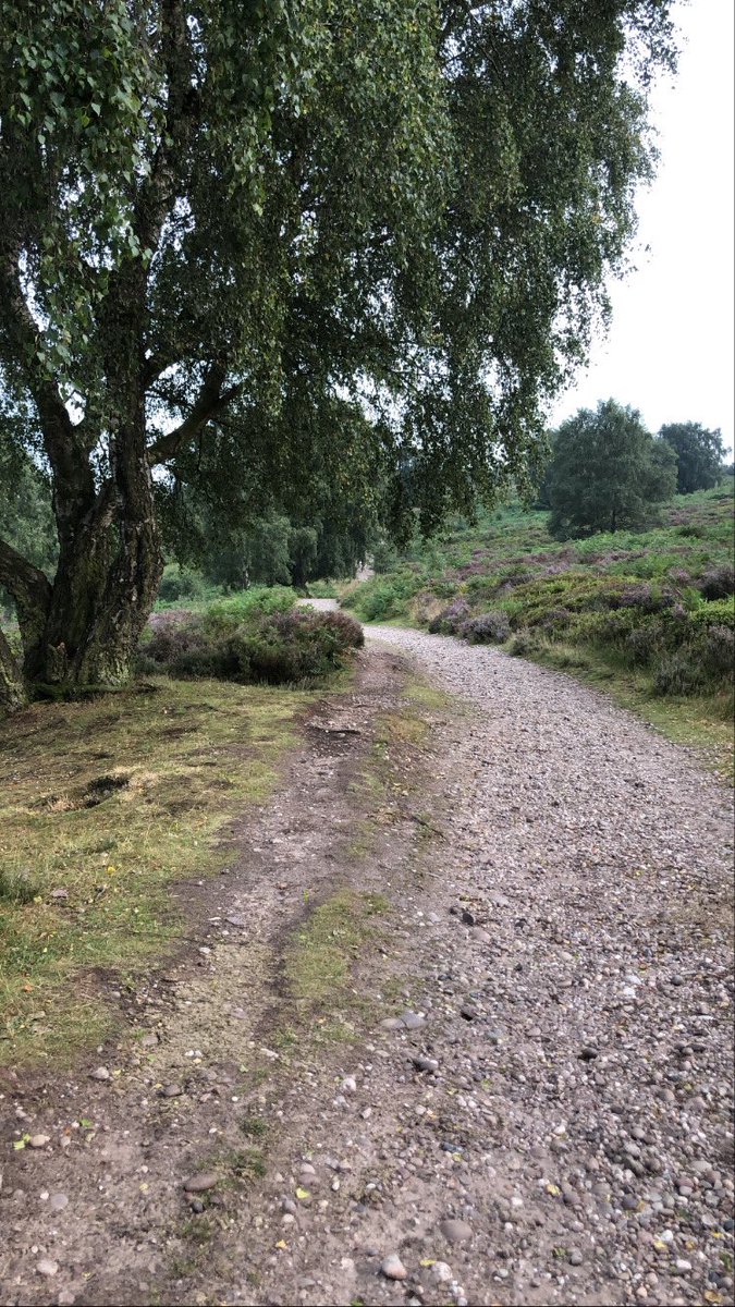LaurenC_Physio's tweet image. Nice 6 miles over Cannock chase this evening 🍃 #AHPsActive #TherapyTech #StudentPhysio