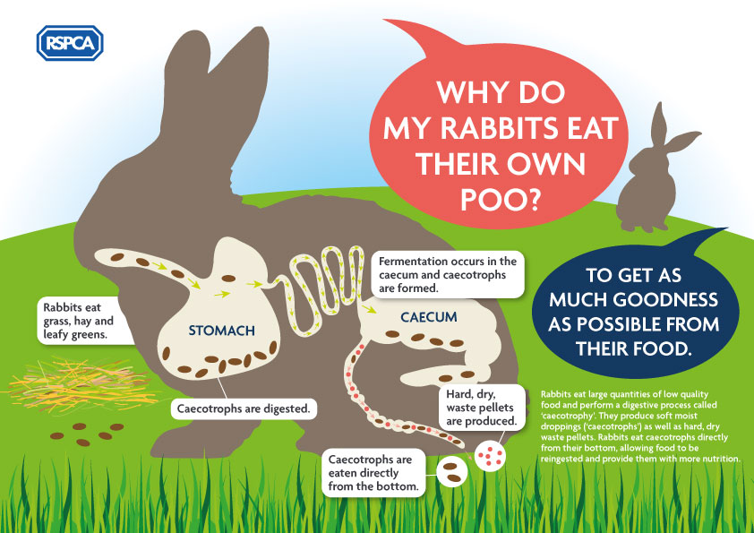 🐰🌱 The average rabbit needs a whopping one bundle of hay that’s as big as they are every day! That’s a whole lot of hay! They produce two types of droppings - hard dry pellets, and softer moist pellets which they eat directly from their butts 😲💩 #RabbitAwarenessWeek