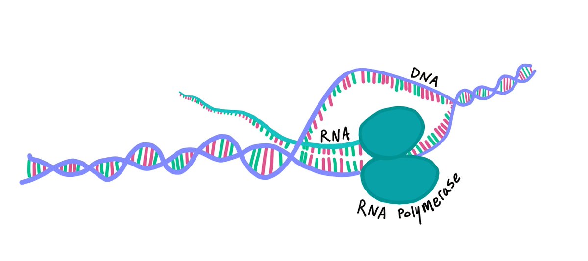 ResearcherAswin's tweet photo. Today's question!!!!!!!!!!
How do you identify the position of the promoter region in a transcription unit of DNA?
#knowledgehunter #quiz #knowledge #mystery #hunt https://t.co/PcAtb7F09M