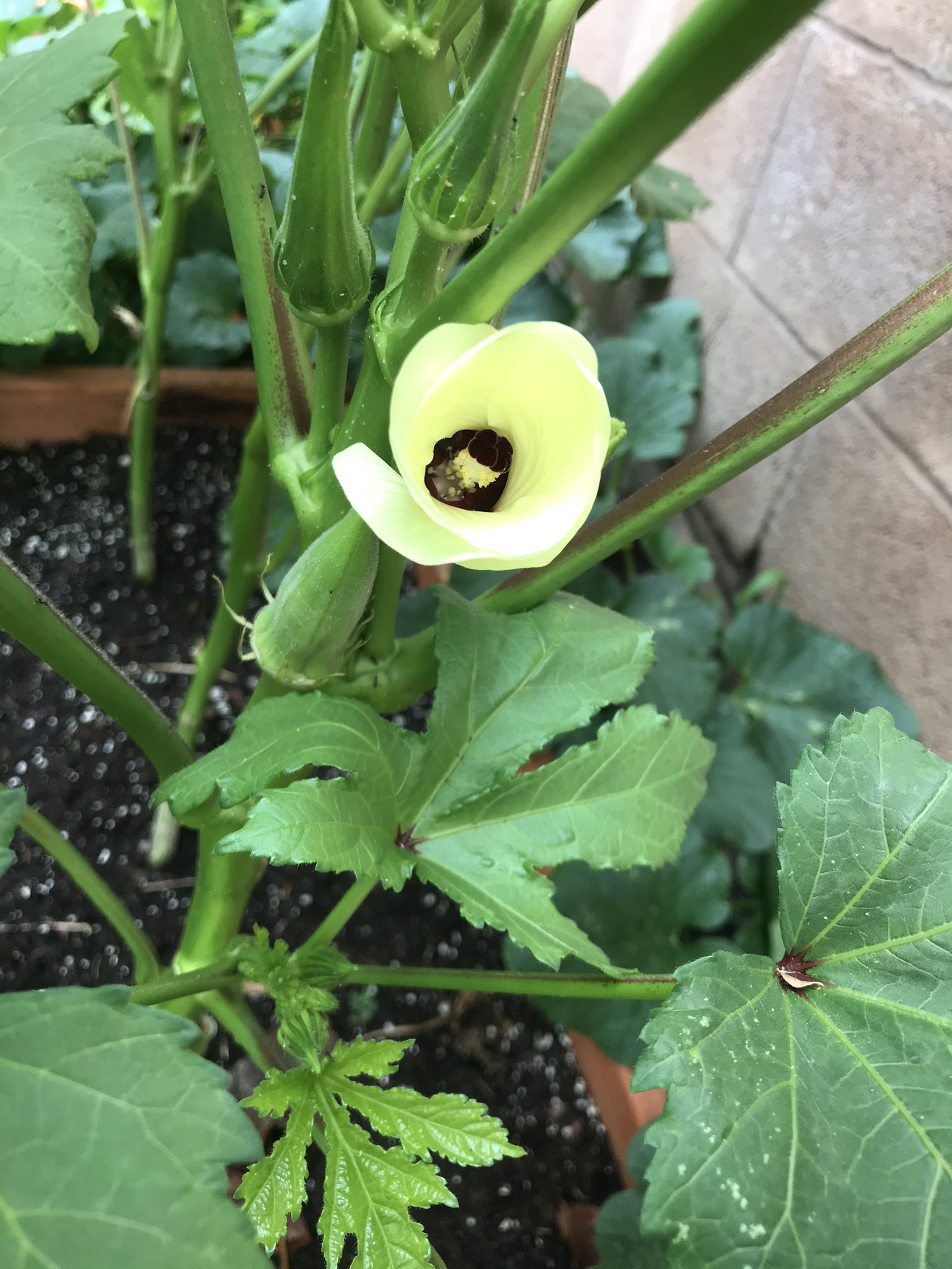 تويتر Linda Tang على تويتر 這秋葵樹很高很大 開出的花很漂亮 可一棵樹幾天才結一個秋葵 如果要夠一家三口吃 要至少種二十棵才夠 菜园日记