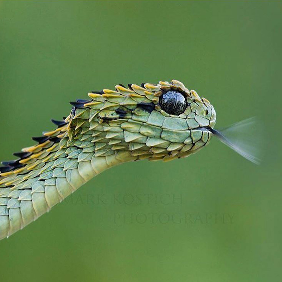 StringTheoryFR's tweet photo. Vous êtes plutôt Team Whaou 😮 ou Team Ahh 😱 face à cette vipère 🐍 ?
Répondez en commentaires :)
📸 @mark_kostich_photography
#Vipère #serpent #reptile #reptiles #animal #wildlife #stringtheory #Viper #Snakes #BushVipers #wildlifephotography #wildlifeaddicts https://t.co/ehHJYh1jCG