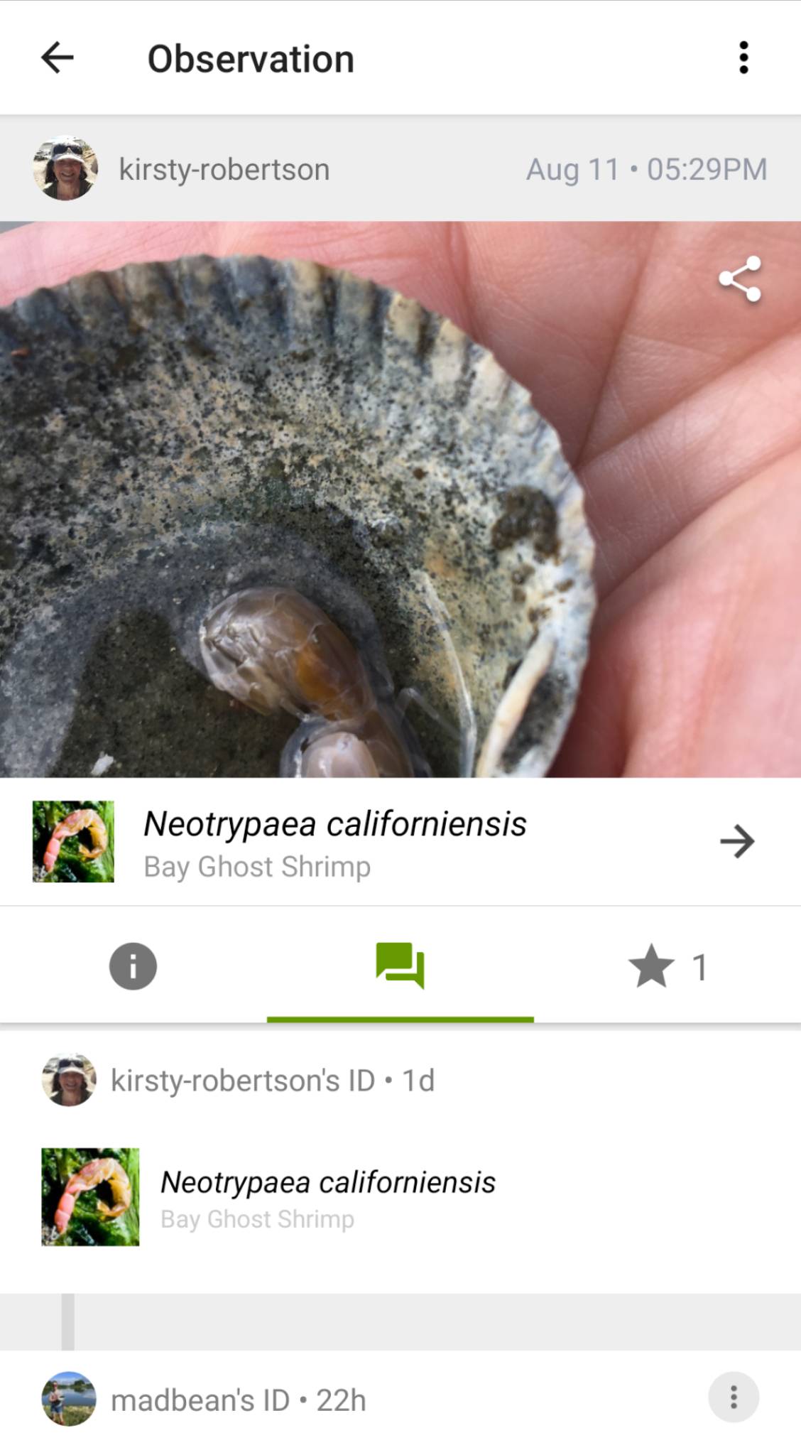 Bay Ghost Shrimp (Neotrypaea californiensis) · iNaturalist Canada