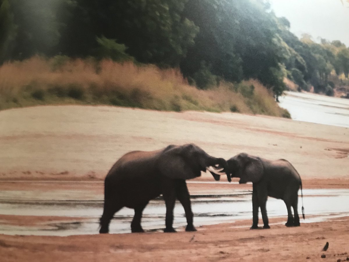 Happy World Elephant Day - Zambia