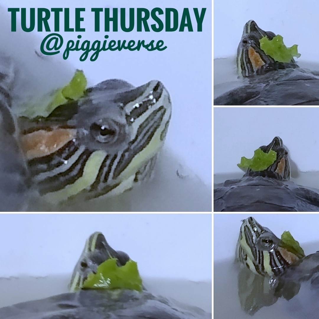 Happy #TurtleThursday Enjoy Elliott's lettuce hat that he tried on himself!  #elliott #allknowingturtle #turtlegram #turtleofpiggieverse #turtle #pv #turtlyawesome #turtlesareforlife #31years #piggieverse #piggieverseonetsy #ilovemyturtle #redearedslider #lettucehat