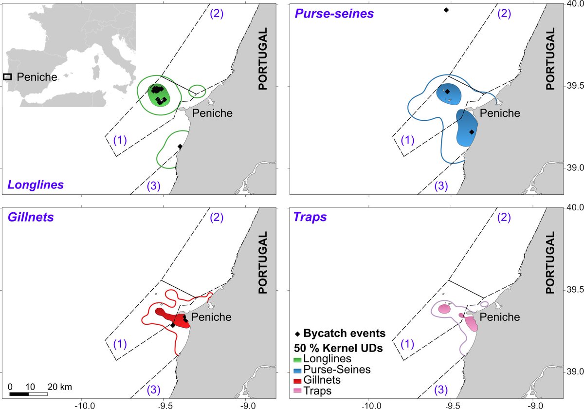 New paper: Seabird-fishery interactions in the Iberian coast
#fisheries #bycatch #seabirds #gulls #gannets #shearwaters #ornithology #teamgull @ECOTOP_UC @vitorhpaiva @spea_birdlife sciencedirect.com/science/articl…