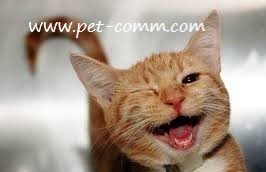 No olviden registrarse en pet-comm.com la primera red social exclusiva para mascotas, ahi encotraras tips, consejos y todo lo que necesita tu mascota!!