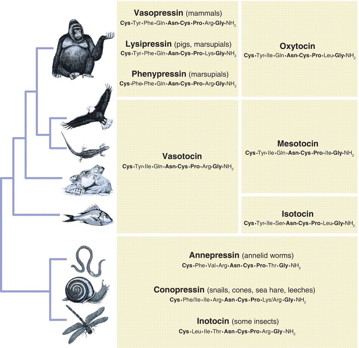 Nope: it’s oxytocin.Oxytocin & vasopressin are evolutionary cousins located side-by-side on human chromosome 20. Invertebrates have one hybrid copy. Tandem duplication in the common jawed vertebrate ancestor gave rise to our two gene copies.Image from  https://science.sciencemag.org/content/322/5903/900.