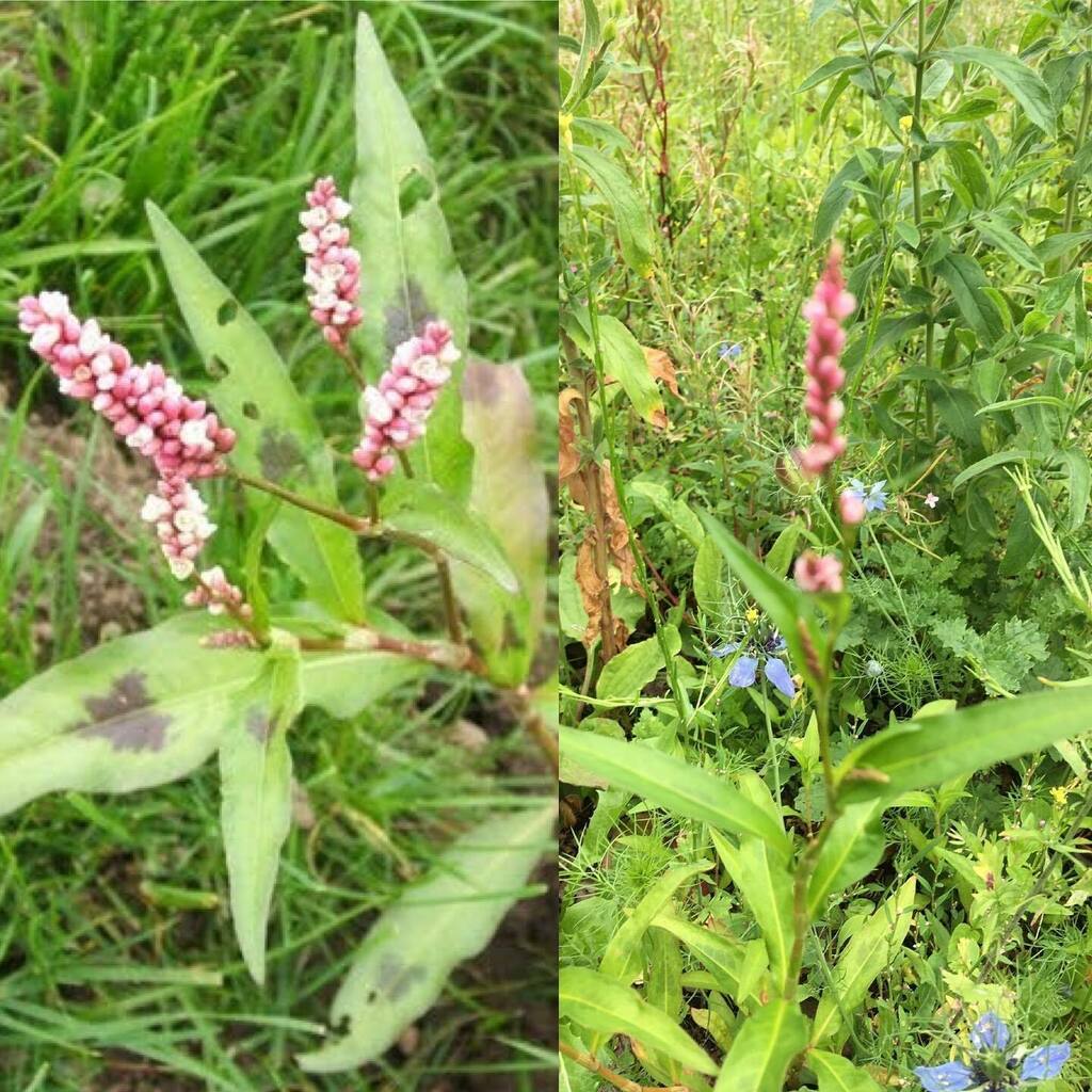 Day 21: Redshank (Persicaria Maculosa) #SeymourParkOT #nationalmeadowsday

# is an annual plant in the buckwheat family. Common names include lady's thumb, Jesusplant, and crab's claw, kiss-me-over-the-garden-gate, lady's pinch, peachwort, redleg, willow… instagr.am/p/CD1hXoSA_ob/