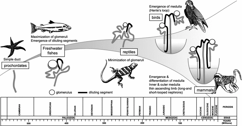 To adapt to terrestrialization, kidneys developed more sophisticated urine concentrating systems.The amphibian urothelium (analogous to mammalian kidney collecting ducts) became sensitive to ADH. This allows them to live in wet or dry habitats.Fig. from  https://link.springer.com/article/10.1007%2Fs12020-012-9634-y