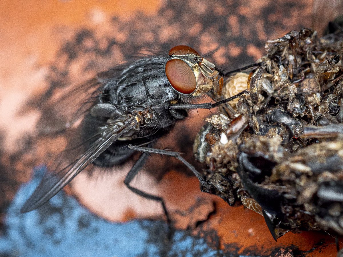 jamesbolton2222's tweet photo. Im still very new to macro photography and ordinarily I wouldn’t have considered photographing a fly eating bird muck on a rusty metal railing but this new genre is forcing me to look at things differently! #olympusmacro #olympusmacro60mm #macrolover #macrophotography https://t.co/lf9k6bGEhH
