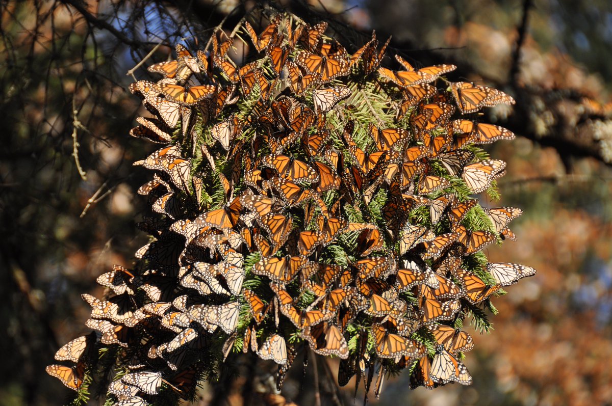 Pollinators's tweet photo. #Monarch Conservation Spotlight: In this episode, we’re shining a spotlight on the efforts of the M3 Monarch Migration Study through an interview with André Green II, Inhee Lee, David Blaauw, and Hun-Seok Kim.

Read the full spotlight feature at https://t.co/55L26IkICW. https://t.co/Babnf9Kn3H