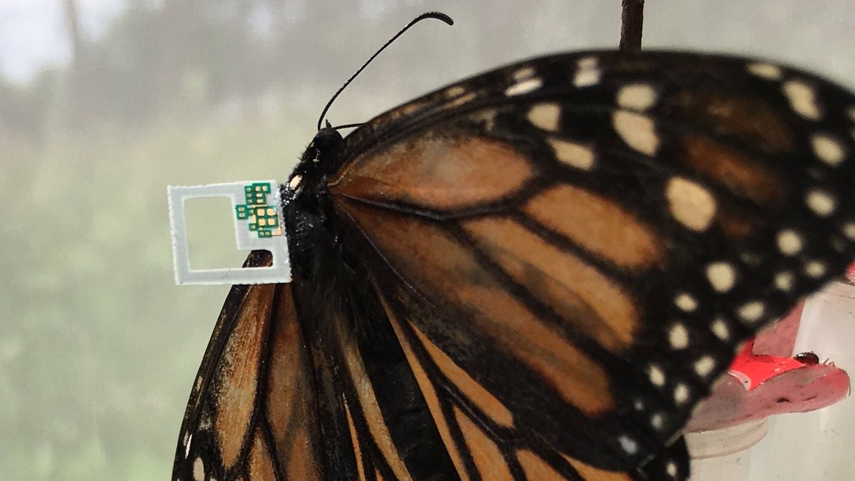 Pollinators's tweet photo. #Monarch Conservation Spotlight: In this episode, we’re shining a spotlight on the efforts of the M3 Monarch Migration Study through an interview with André Green II, Inhee Lee, David Blaauw, and Hun-Seok Kim.

Read the full spotlight feature at https://t.co/55L26IkICW. https://t.co/Babnf9Kn3H