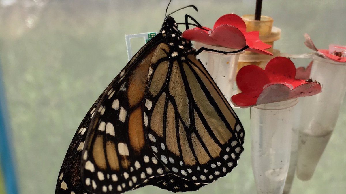 Pollinators's tweet photo. #Monarch Conservation Spotlight: In this episode, we’re shining a spotlight on the efforts of the M3 Monarch Migration Study through an interview with André Green II, Inhee Lee, David Blaauw, and Hun-Seok Kim.

Read the full spotlight feature at https://t.co/55L26IkICW. https://t.co/Babnf9Kn3H