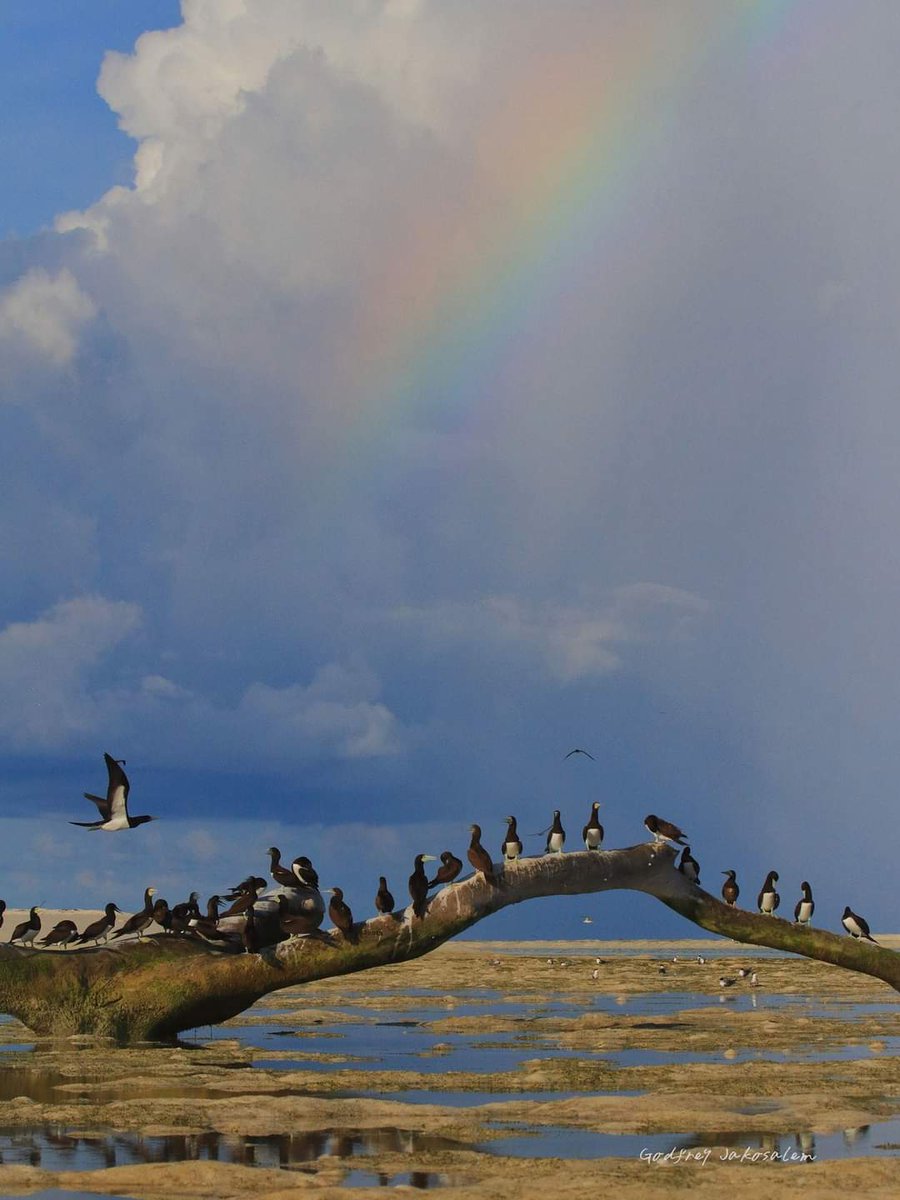 PhBiodiversity's tweet photo. Rainbow Friday! 
Bird and birdscape over the rainbow

Lesser Frigatebird Fregata ariel 
Brown Booby Sula leucogaster
A flock of Brown Booby S. leucogaster 
Flock of waders

#PhilBio #PhilippinesBiodiversity #BiodiversityInAction #BiodiversityMatters 
📷 @BlackshamaGodo https://t.co/d9ZDV0Pccu
