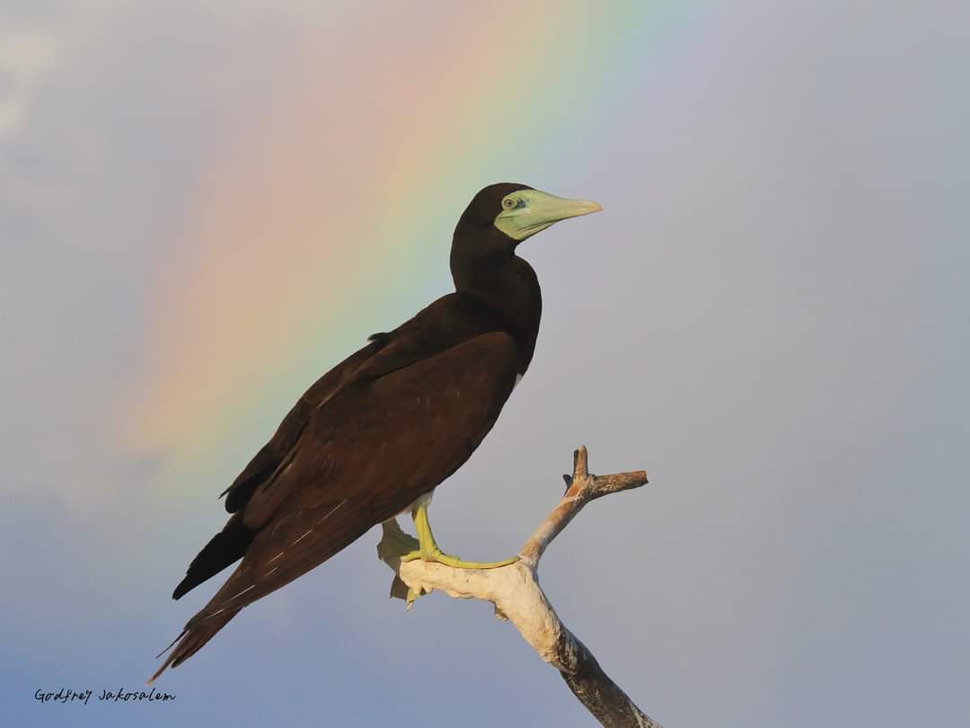 PhBiodiversity's tweet photo. Rainbow Friday! 
Bird and birdscape over the rainbow

Lesser Frigatebird Fregata ariel 
Brown Booby Sula leucogaster
A flock of Brown Booby S. leucogaster 
Flock of waders

#PhilBio #PhilippinesBiodiversity #BiodiversityInAction #BiodiversityMatters 
📷 @BlackshamaGodo https://t.co/d9ZDV0Pccu