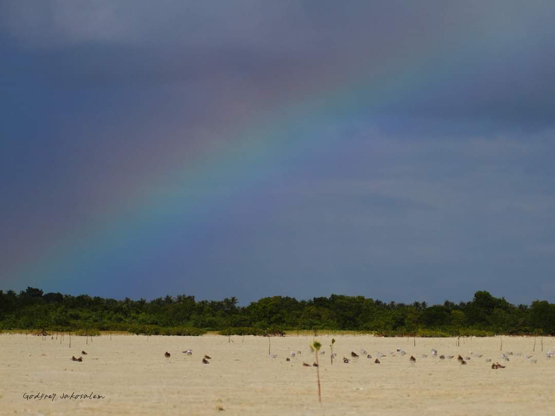 PhBiodiversity's tweet photo. Rainbow Friday! 
Bird and birdscape over the rainbow

Lesser Frigatebird Fregata ariel 
Brown Booby Sula leucogaster
A flock of Brown Booby S. leucogaster 
Flock of waders

#PhilBio #PhilippinesBiodiversity #BiodiversityInAction #BiodiversityMatters 
📷 @BlackshamaGodo https://t.co/d9ZDV0Pccu