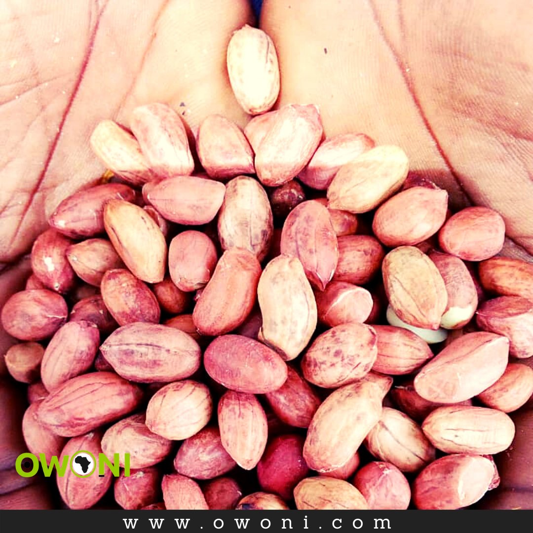 OwoniCom's tweet photo. Check out this picture from one of our peanut traders.
How do you like enjoying your peanut? Do you like it boiled or dried?

Are you a trader in need of funds for your trade?
Click on the link in our bio to submit your trade.

#owoni #smallbusinesssupport #supportsmallbusinesses https://t.co/mMBpPWiTqG