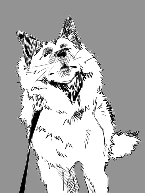 8日目 お家に帰りたくない犬 