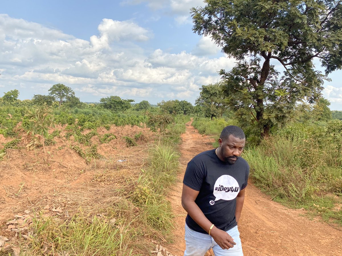 johndumelo's tweet photo. Yams are almost ready for harvesting.....#agric #idey4u https://t.co/Iw4xmLdY8J