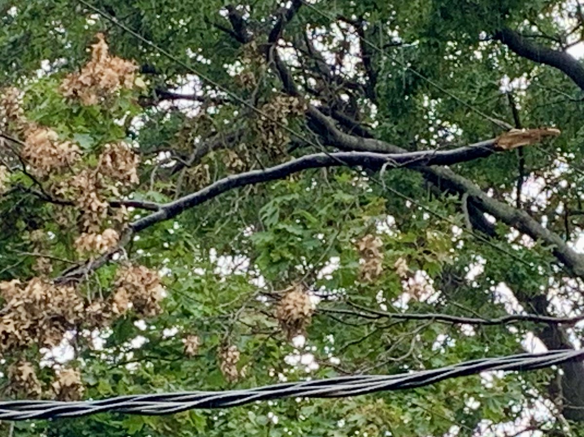 ufatbasted's tweet photo. @NYCMayor   This branch has been resting on wires above the sidewalk since the storm Tuesday 8/4.  311 has been contacted at least 3 times and closed the ticket without action.  I guess NYC waits until someone gets hurt and sues the city? Why am I paying NYC taxes again? https://t.co/yiSGOB7RJe