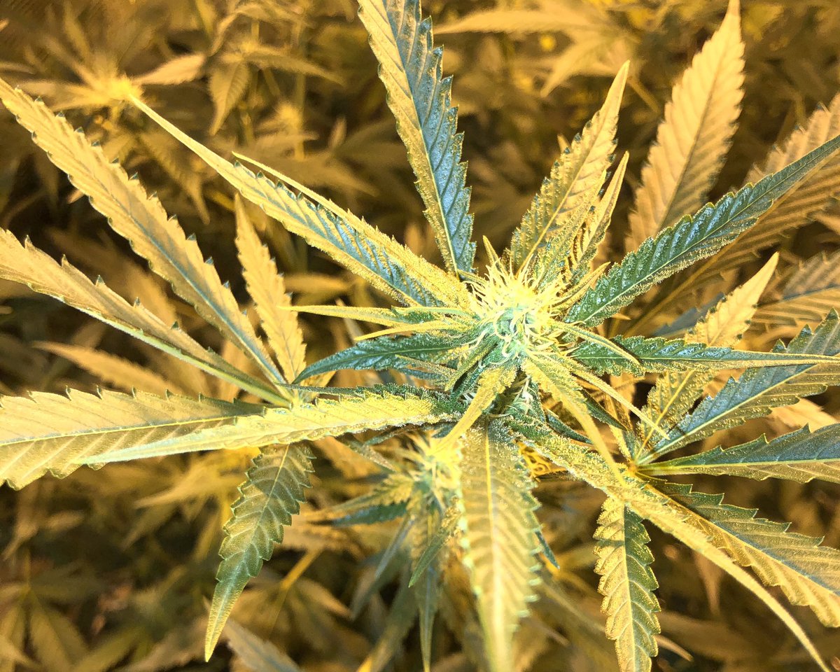 bloccworc's tweet photo. Moby dick #cannabisindustry #CannabisCommunity #cannabis #growyourown #organicallygrown https://t.co/Mcdciu7GAG