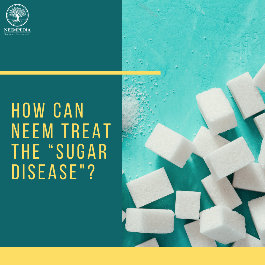 Neempedia's tweet photo. The benefits of neem leaves for diabetes are due to their content such as flavonoid and glycosides which are high blood sugar-lowering compounds in diabetics. Some of these compounds play an active role in overcoming diabetes. Learn more at https://t.co/elwzRqqtmc! https://t.co/ZnI4mKIcZ2