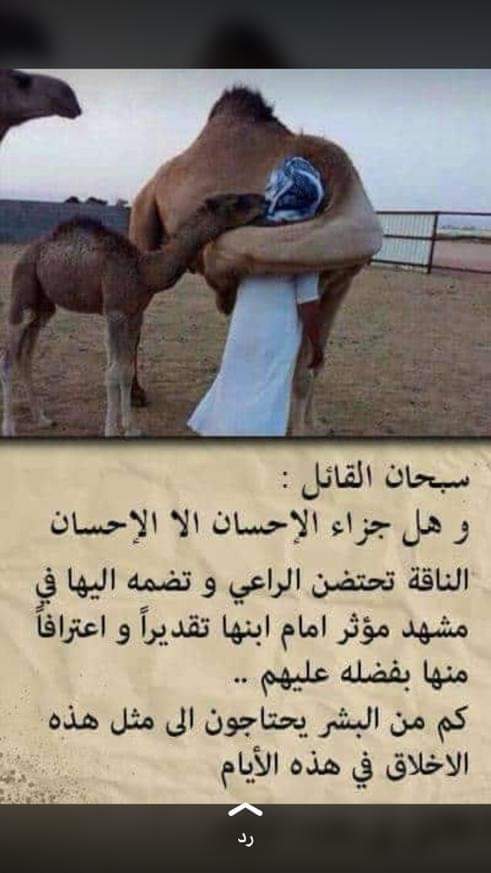 Alyafay (@alyafay62484299) on Twitter photo 