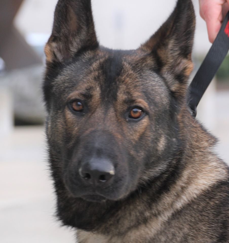 Tacoma police dog dies after being shot by homicide suspect 
😢RIP, sweet girl Ronja <a href="/TacomaPD/">Tacoma Police Department</a>
thenewstribune.com/news/local/cri… 
#BlueLine #BackTheBlue #dog #K9 #police #WaronDrugs #MAGA #2A #CCOT #LivePD