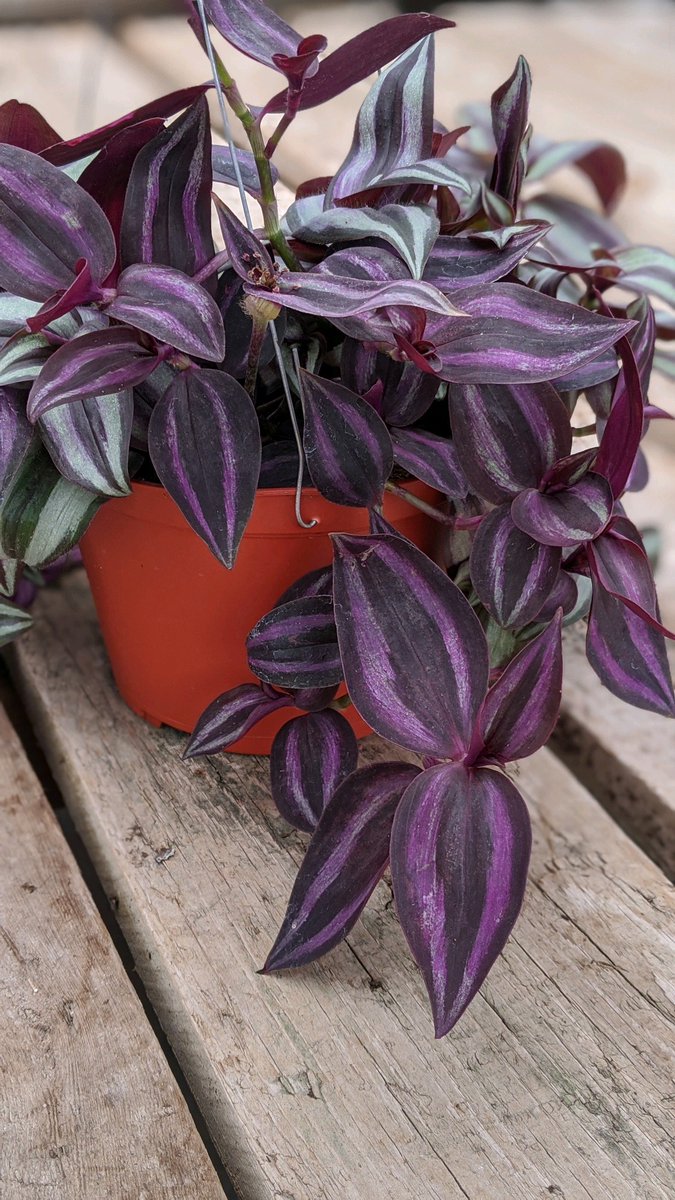PlantstandAZ's tweet photo. 6" Wandering Jew

#plants #houseplants #gardening #plantmom #plantparent #plantdad #Garden #plantlove #planttherapy #Tradescantiapallida https://t.co/8JRYAzxZW9