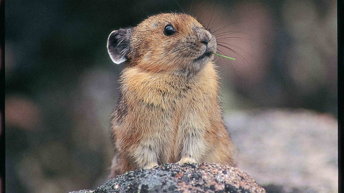 LonePineBooks's tweet photo. Do you know the name of this cute Rocky Mountain mammal? It can be found foraging among the highest altitudes in the Rockies. #wildlife #wildlifephotography https://t.co/46Op54lWUc