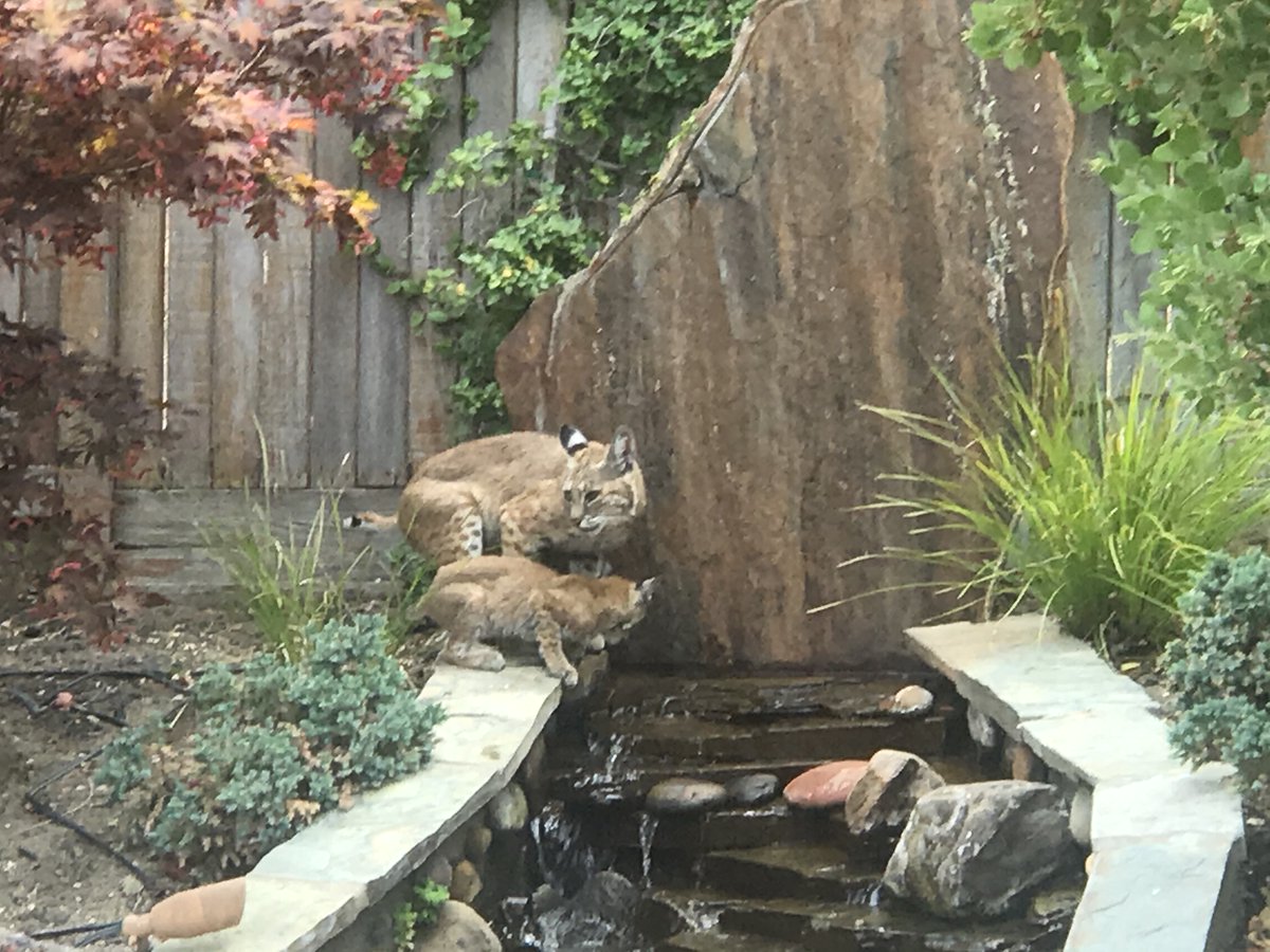 Wildlife has wandered more frequently into neighborhoods during the pandemic. We had visitors in our backyard. The bobcat and cub were thirsty and lingered for a while lapping up water from the waterfall.