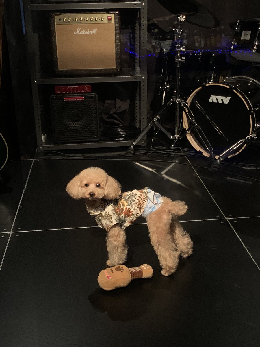 kuuga0211's tweet photo. 最近の俺の仕事。

東心斎橋のBAR BrightMoon
で働いて(？)ますー

看板犬ってやつ！

今はコロナで時短休業中やけどな！ https://t.co/mWmn0agpD4