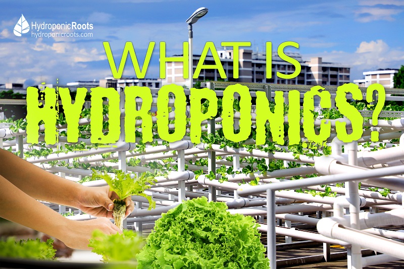 HydroponicRoots's tweet photo. No soil? No sunlight? No problem. Need to know what is hydroponics gardening? An ancient old method used to grow plants without soil... https://t.co/AinYXX5DVj #nosoilplants #waterplants #whatishydroponics https://t.co/uXNBn9PJ0g