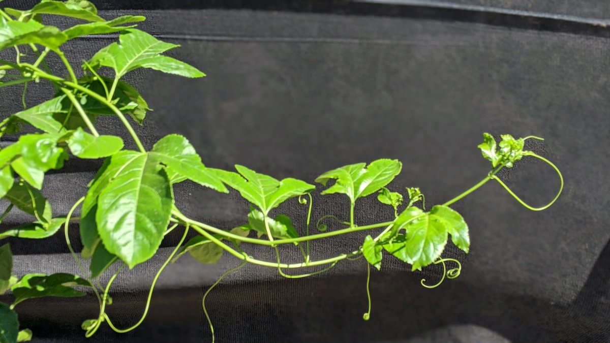 PlantstandAZ's tweet photo. 5gallon Passionfruit Vine

#plants #houseplants #gardening #plantmom #plantparent #plantdad #Garden #plantlove #planttherapy #Passifloraedulis #passionfruit https://t.co/Gej1yDeLXr