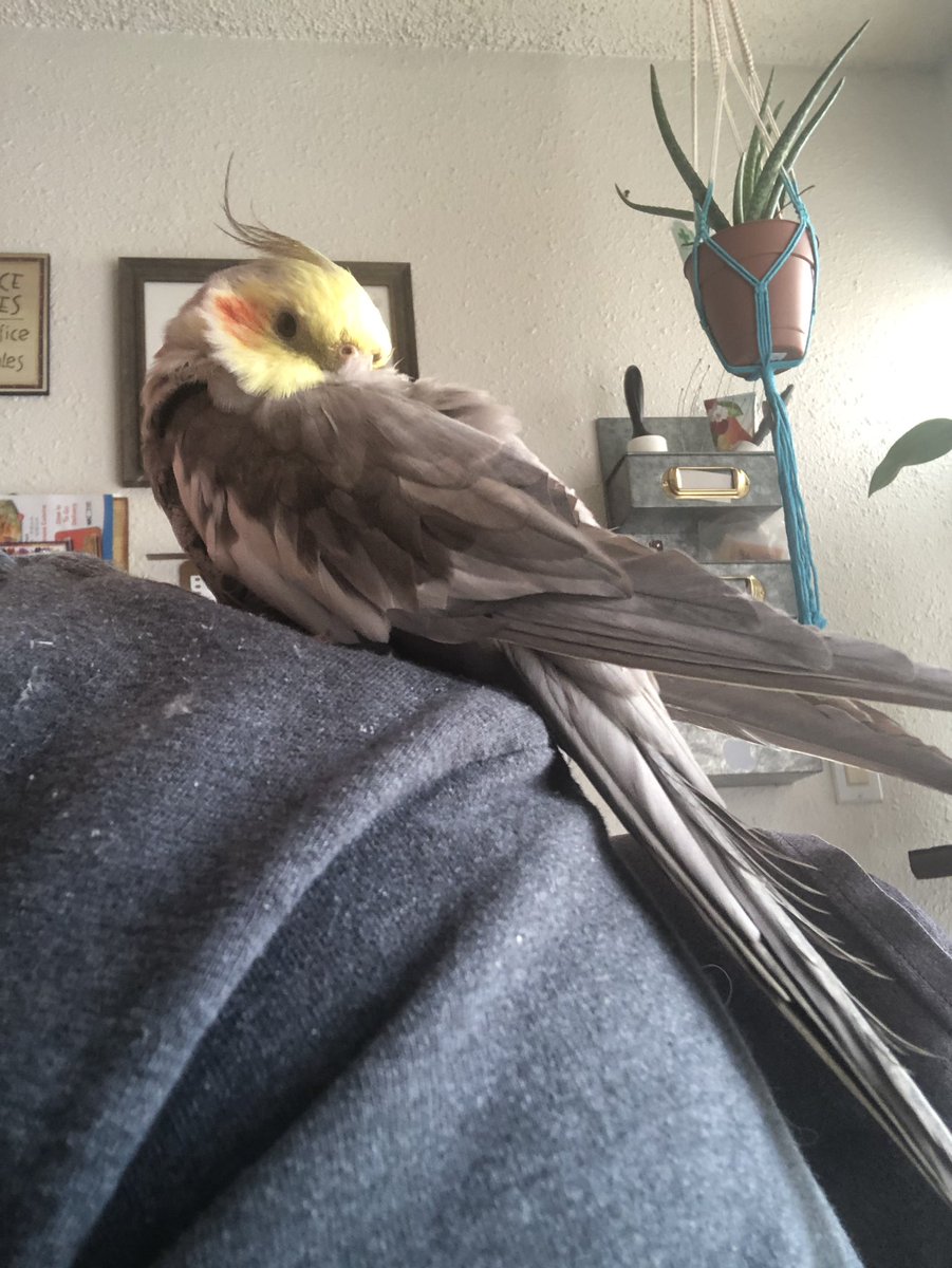 MrbirbC's tweet photo. Sleepy Borb mode activated https://t.co/d1gKiefqnn