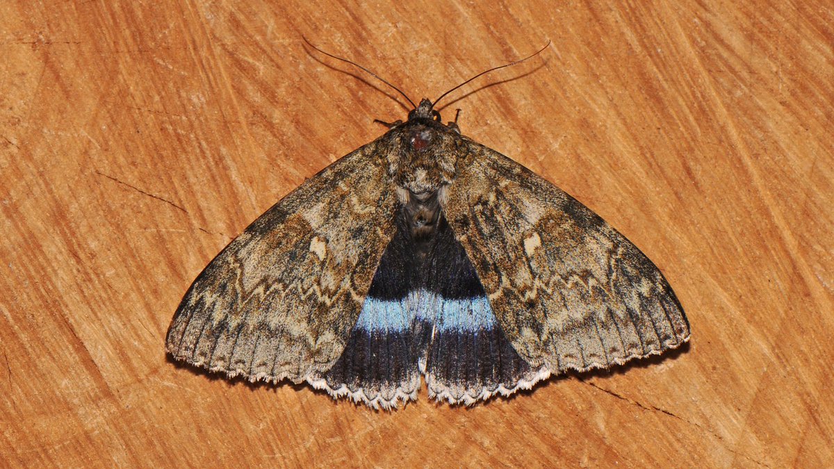 Clifden nonpareil to light last night, Leiston Suffolk.