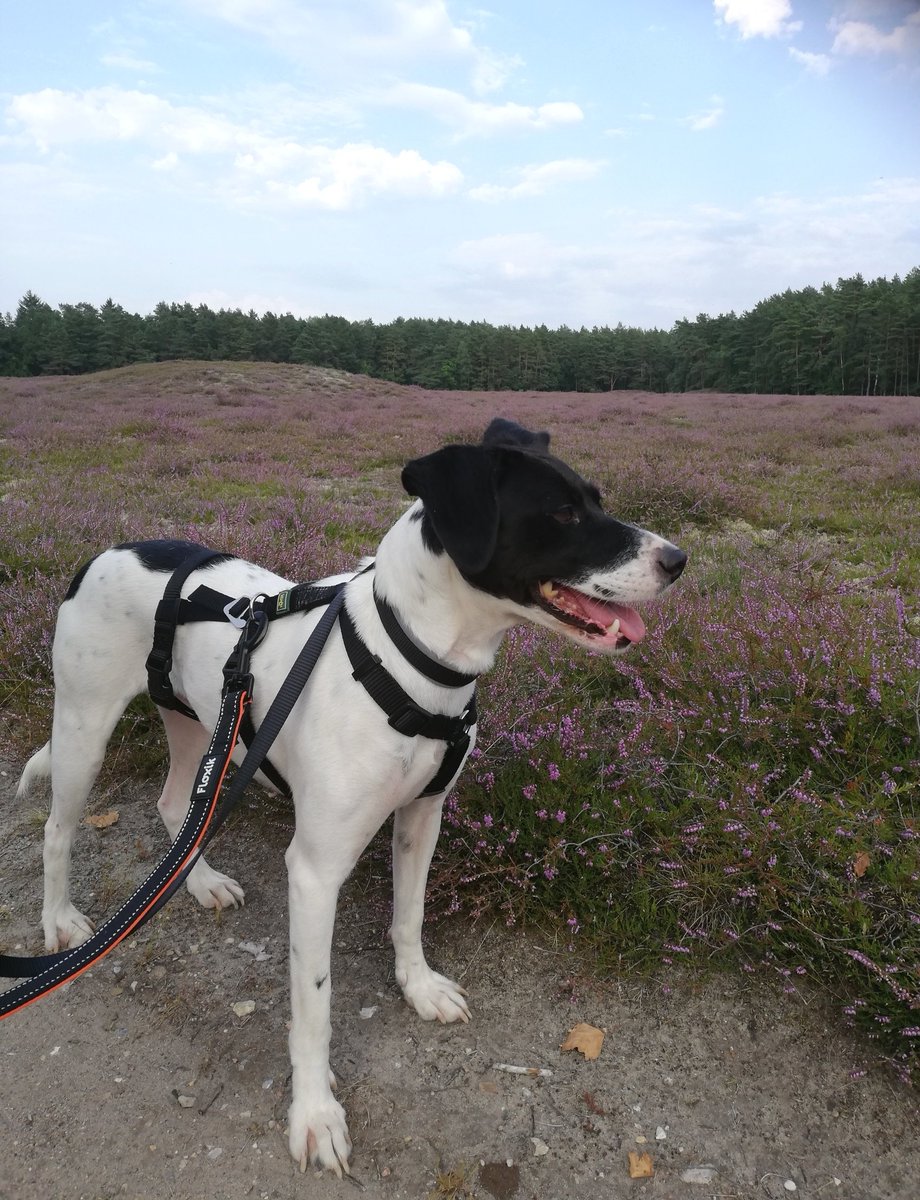 Nachdem ich mich heute morgen beim Spaziergang "fast" mit einer älteren Dame angelegt habe, da sie für ihre Hunde keine Leine bräuchte, haben wir heute abend einen neuen und stressfreien Weg gefunden.
Wir alles sind sehr glücklich 😊