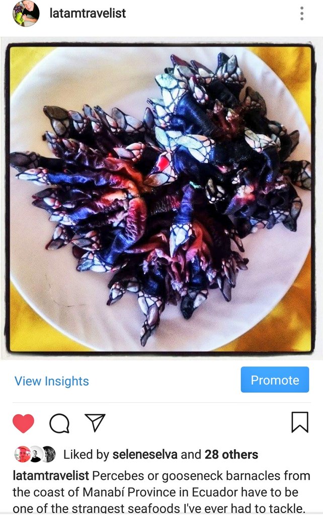 LatAmTravelist's tweet photo. @jessicagvincent #Percebes or gooseneck barnacles! I will never forget eating these curious-looking critters in a small fishing village on #Ecuador's Pacific coast. They are pricey delicacies in northern #Spain but affordable on a budget in Ecuador. Can't wait to #travelagain.
#teprometoecuador https://t.co/ktx1yiKI0E