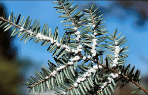 treeSMARTtrade's tweet photo. Because of imported forest pests, the Adirondack forest may soon lose its ash and hemlock trees. What's next? Federal action is needed to keep new pests out of the country. @adk_council #treesmarttrade
Another forest pest on the move in the Adirondacks https://t.co/IjwmzY0lxi https://t.co/2CxRdDXfMK