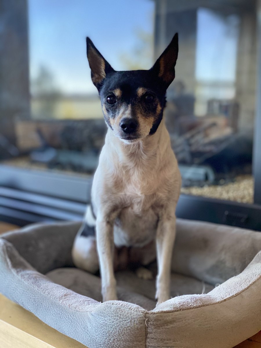 #pawcircle surrounds dear Daffy <a href="/NoCrybabyDoGs/">daffy ❤️TSK 4ever</a> who was just Dx with Cushing’s and Stage ll Kidney disease. Please send good thoughts her way that meds help her.