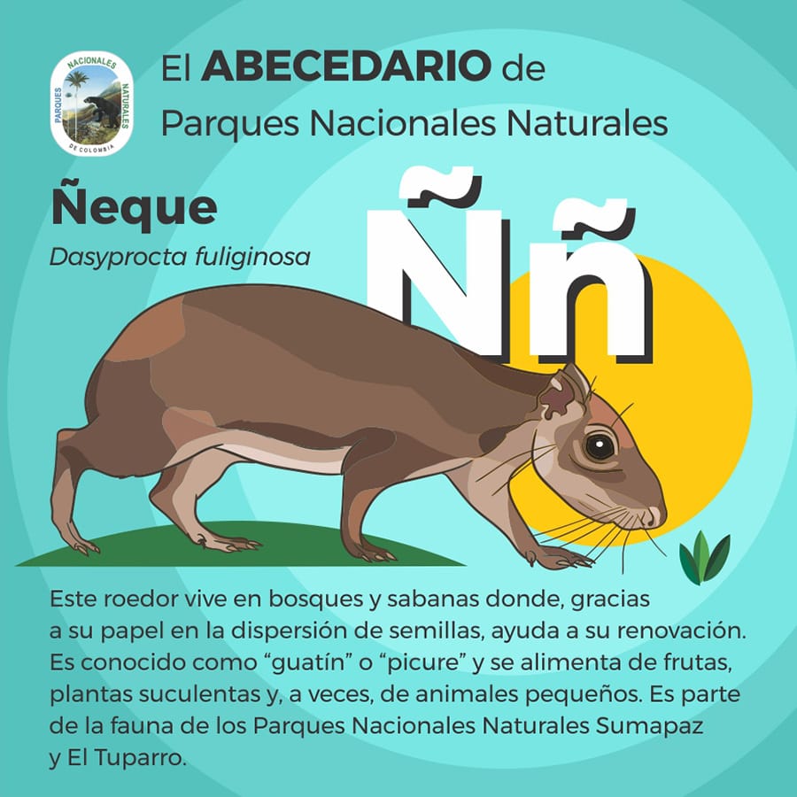 Parques Nacionales Naturales De Colombia Es Tan Amplia La Biodiversidad En Las Areas Protegidas De Colombia Que Hay Un Hermoso Animal Por La Letra N Conoce Al Neque Abecedariodeparquesnacionales T Co Ftjcjuiwr8