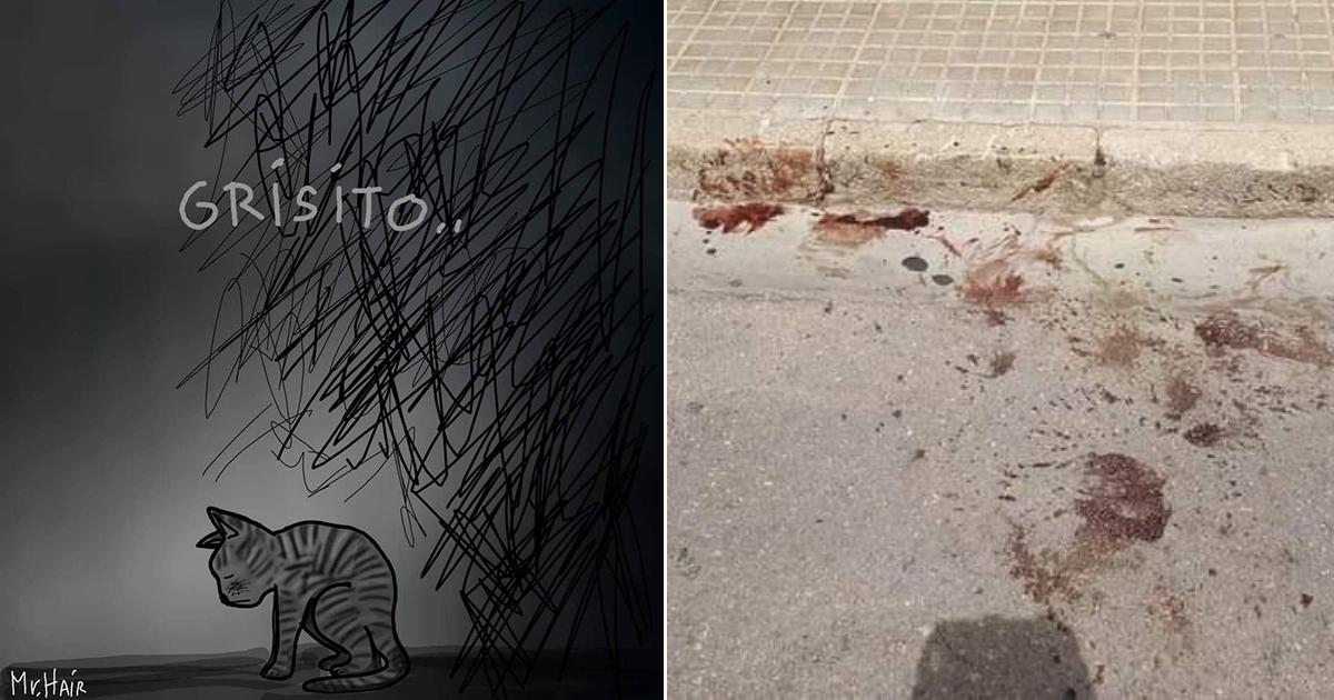 sosvox's tweet photo. Pedimos justicia por Grisito! #DerechoAnimal ▶ https://t.co/RPmZBNWOGq https://t.co/taLrcMiBfu
