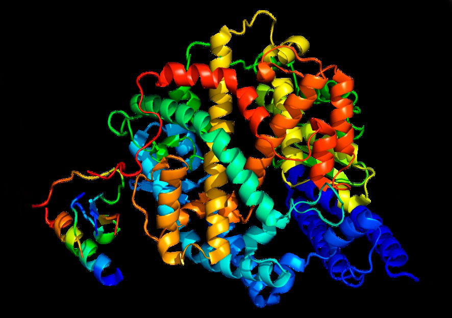 crefsp's tweet photo. Hormônio do exercício pode modular genes relacionados à replicação do novo coronavírus. https://t.co/QIhg4vo0ig https://t.co/m6poFHgkox