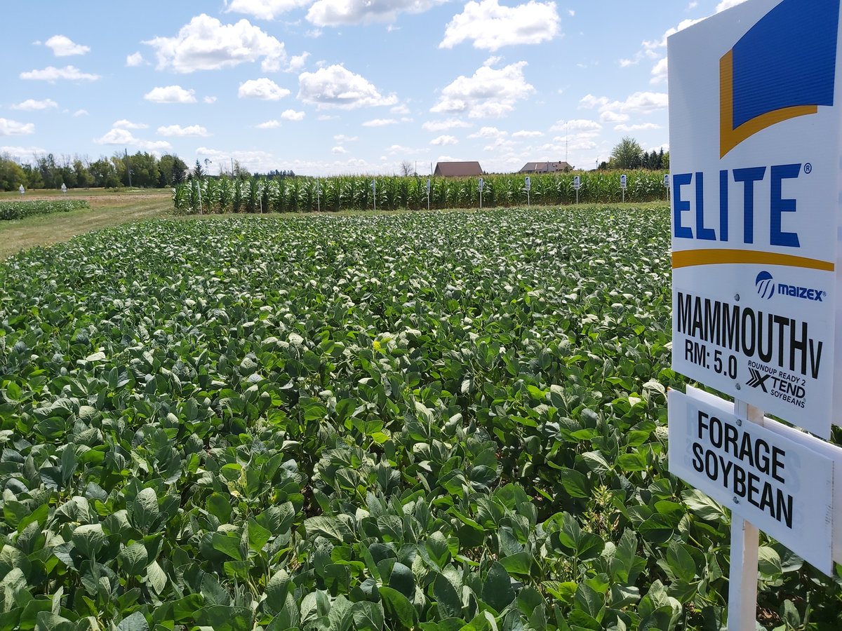Maizex's tweet photo. A forage soybean trial, corn and soybean performance, and agronomy research--a lot going on at our Summit Seeds plot! It will be an interesting one to track. Check it out on our #virtualplottour! 
https://t.co/Xa2RasdfZV https://t.co/r63bGyEL24