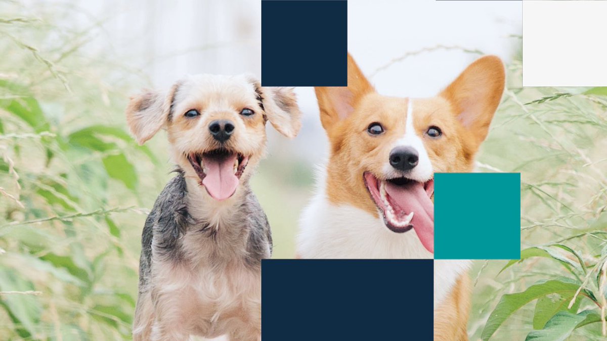 VirtualGlobal's tweet image. Available now! - What is happening to our Pets during Lockdown? - Julia Tabor discusses new routines, adaptability and learnt behaviours in our beloved pets 
💻 bit.ly/31REL9o