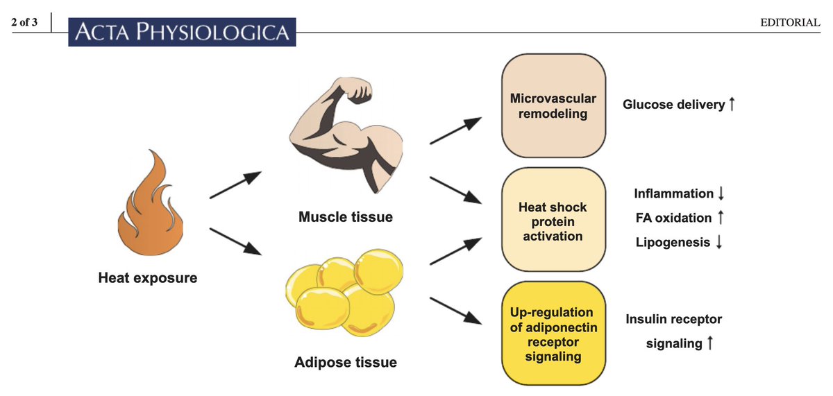 hannahpallu's tweet image. It's always great to receive media attention for my research during heatwaves like we're enduring at this moment in Europe, but having my latest publication highlighted by an editorial in Acta Physiologica is even cooler... uh I mean hotter? 😎☀️🔥

onlinelibrary.wiley.com/doi/epdf/10.11…